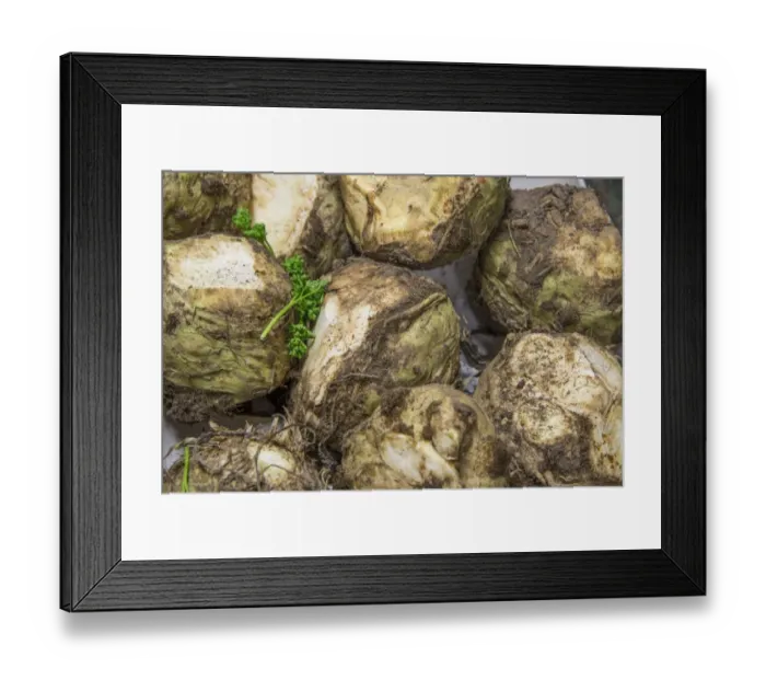 Framed Print : Celeriac (Apium graveolens rapaceum) Giant Prague variety, roots in farm shop, Cheshire, England, February Framed Print : Celeriac (Apium graveolens rapaceum) Giant Prague variety, roots in farm shop, Cheshire, England, February