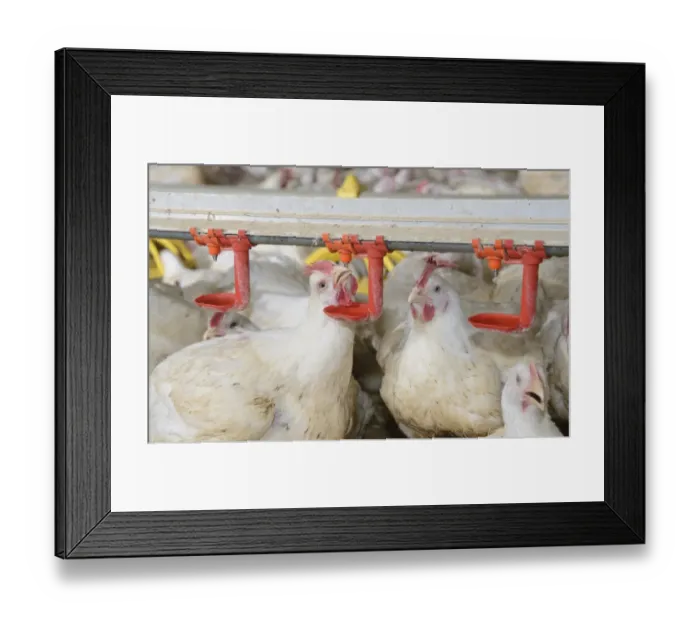 Framed Print : Chicken farming, heavy cockerels drinking from drinkers in rearing shed, Cumbria, England, July Framed Print : Chicken farming, heavy cockerels drinking from drinkers in rearing shed, Cumbria, England, July