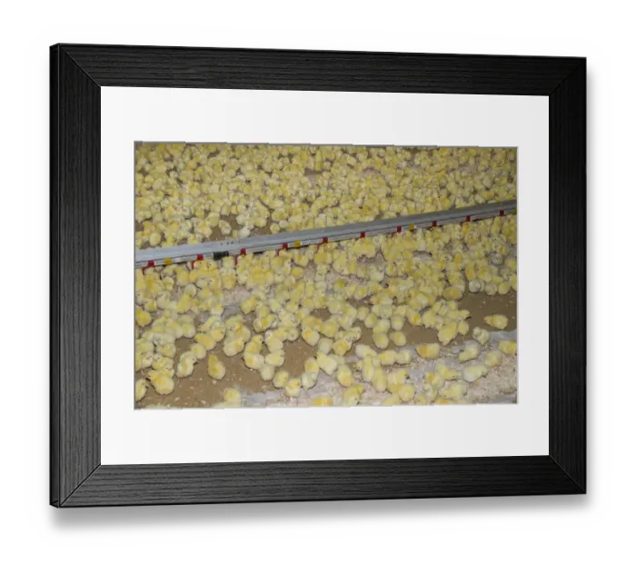 Framed Print : Chicken farming, one-day old Ross 308 broiler chicks with automatic drinkers in poultry unit, Lancashire, England Framed Print : Chicken farming, one-day old Ross 308 broiler chicks with automatic drinkers in poultry unit, Lancashire, England