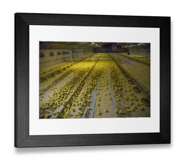 Framed Print : Chicken farming, one-day old Ross 308 broiler chicks with automatic drinkers and feeders in poultry unit, Lancashire Framed Print : Chicken farming, one-day old Ross 308 broiler chicks with automatic drinkers and feeders in poultry unit, Lancashire