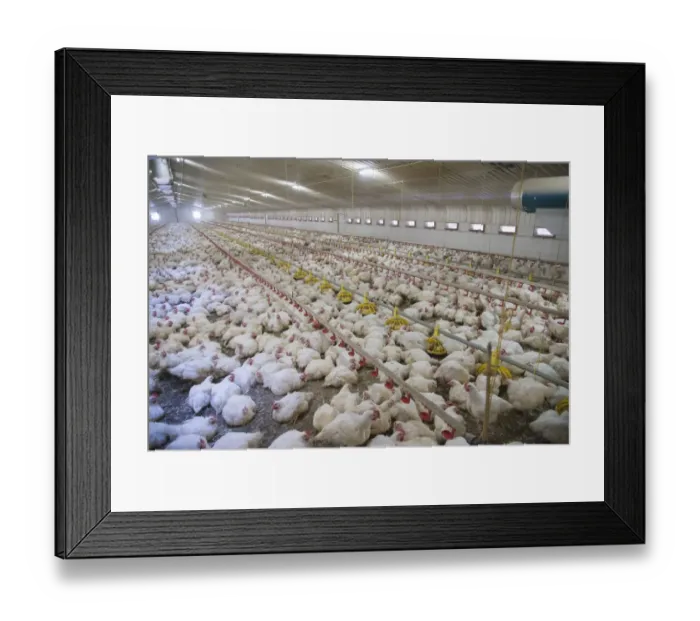 Framed Print : Chicken farming, heavy cockerels in rearing shed with drinkers and feeders, Cumbria, England, July