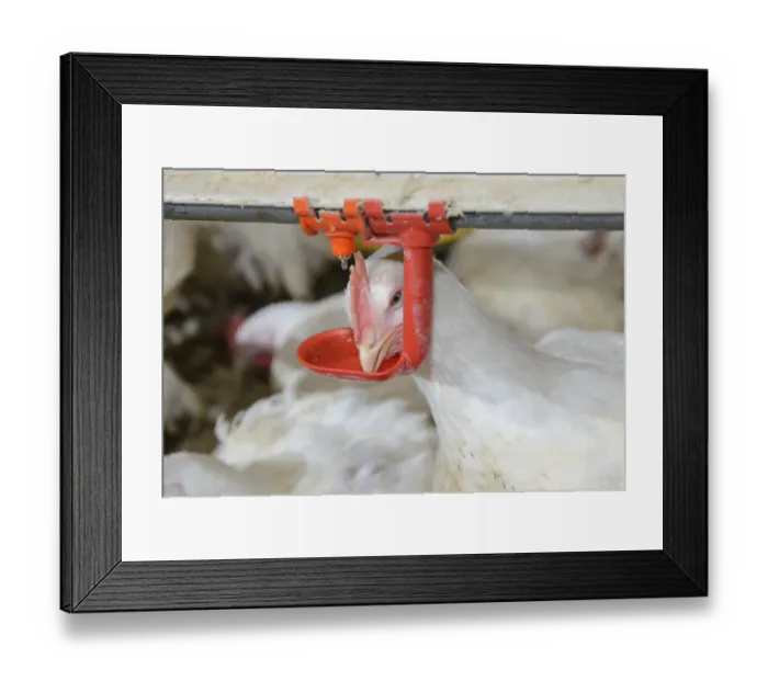 Framed Print : Chicken farming, heavy cockerel drinking from drinker in rearing shed, Cumbria, England, July Framed Print : Chicken farming, heavy cockerel drinking from drinker in rearing shed, Cumbria, England, July