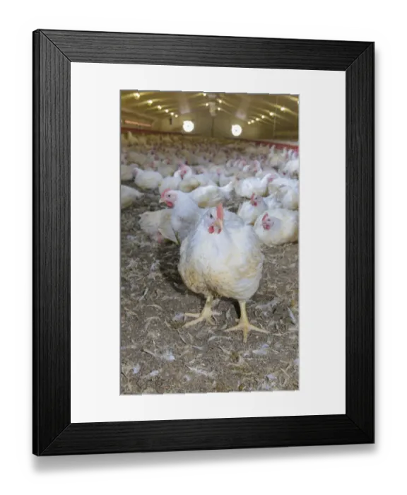 Framed Print : Chicken farming, heavy cockerels in rearing shed, Cumbria, England, July Framed Print : Chicken farming, heavy cockerels in rearing shed, Cumbria, England, July