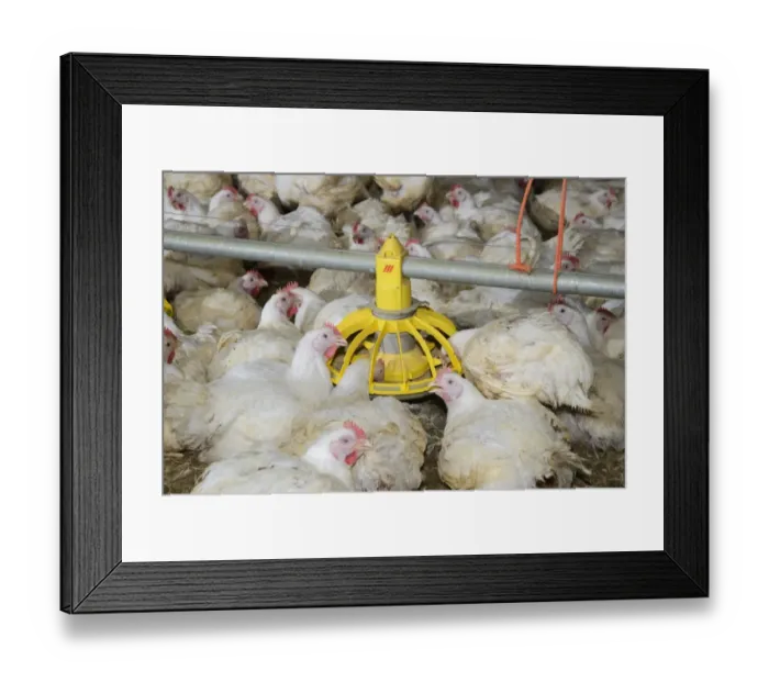 Framed Print : Chicken farming, heavy cockerels feeding from feeder in rearing shed, Cumbria, England, July Framed Print : Chicken farming, heavy cockerels feeding from feeder in rearing shed, Cumbria, England, July