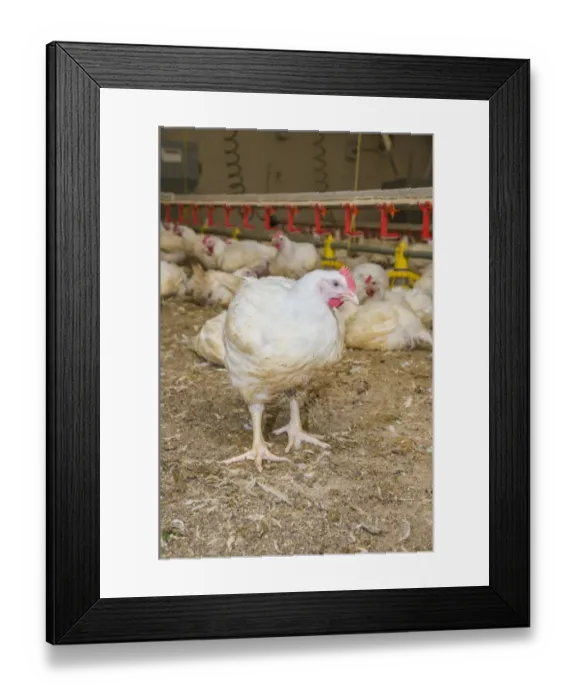 Framed Print : Chicken farming, heavy cockerels in rearing shed with drinkers and feeders, Cumbria, England, July