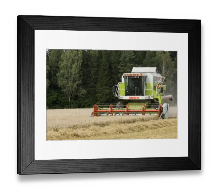 Framed Print : Cls Mega combine harvester, harvesting Barley (Hordeum vulgare) crop, Sweden Framed Print : Cls Mega combine harvester, harvesting Barley (Hordeum vulgare) crop, Sweden