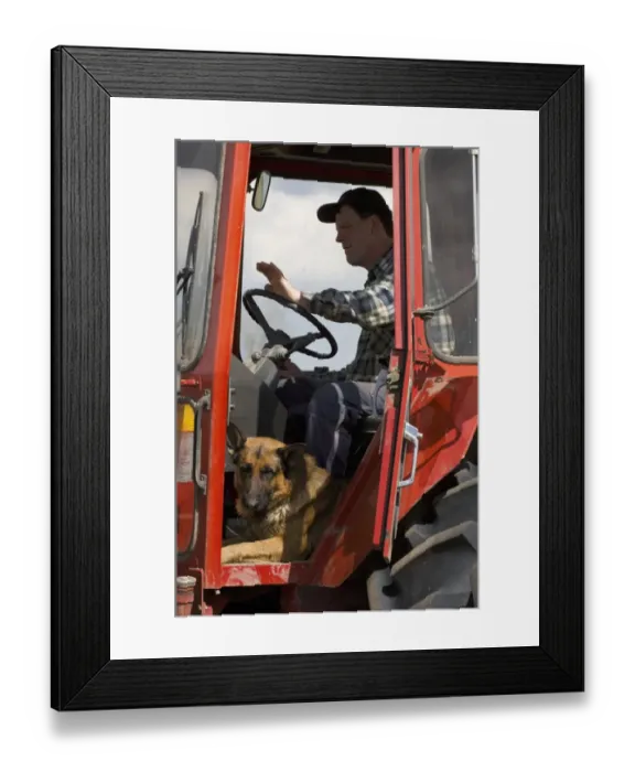Framed Print : Farmer with German Shepherd Dog, sitting in tractor cab, Sweden Framed Print : Farmer with German Shepherd Dog, sitting in tractor cab, Sweden