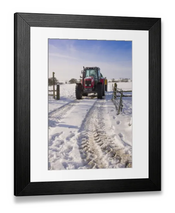Framed Print : Massey Ferguson 5465 tractor with slurry tanker in snow, Chipping, Lancashire, England, January Framed Print : Massey Ferguson 5465 tractor with slurry tanker in snow, Chipping, Lancashire, England, January