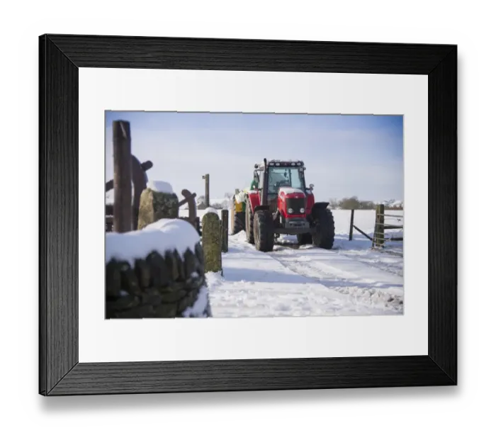Framed Print : Massey Ferguson 5465 tractor with slurry tanker in snow, Chipping, Lancashire, England, January Framed Print : Massey Ferguson 5465 tractor with slurry tanker in snow, Chipping, Lancashire, England, January