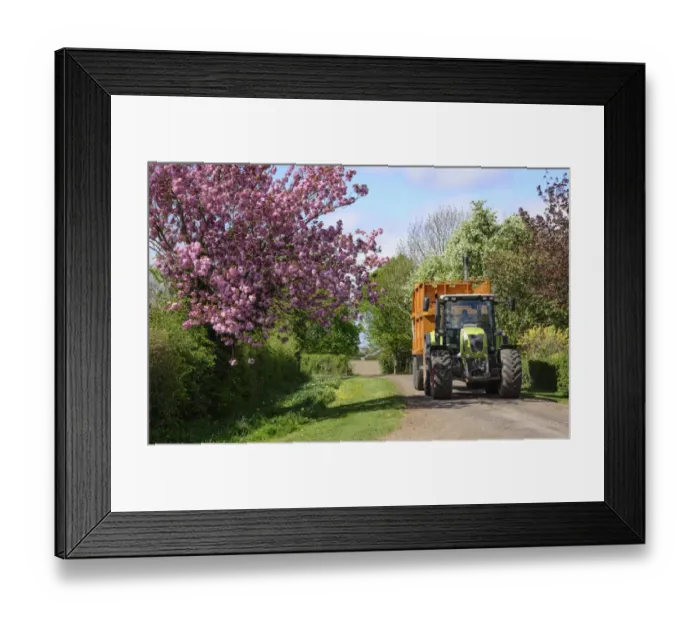 Framed Print : Cls tractor with grass trailer travelling down farm road with tree in blossom, Cheshire, England, May Framed Print : Cls tractor with grass trailer travelling down farm road with tree in blossom, Cheshire, England, May