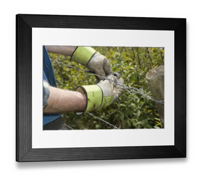 Framed Print : Farmer fencing with barbed wire, twisting wire with pliers, Sweden, spring Framed Print : Farmer fencing with barbed wire, twisting wire with pliers, Sweden, spring