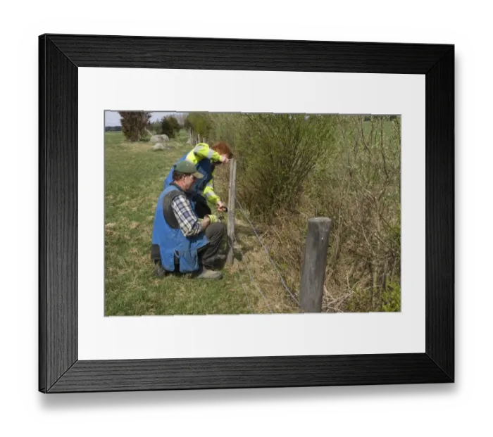 Framed Print : Farmers fencing with barbed wire, fixing wire to post, Sweden, spring Framed Print : Farmers fencing with barbed wire, fixing wire to post, Sweden, spring
