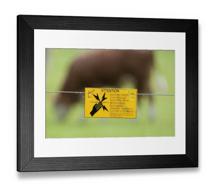 Framed Print : Attention, Electric Fence sign on electric fence wire, with cattle grazing on pasture in background, Norfolk, England Framed Print : Attention, Electric Fence sign on electric fence wire, with cattle grazing on pasture in background, Norfolk, England