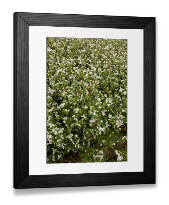 Framed Print : Common Buckwheat (Fagopyrum esculentum) crop, flowering in field, near Blois, Loir-et-Cher, France, August