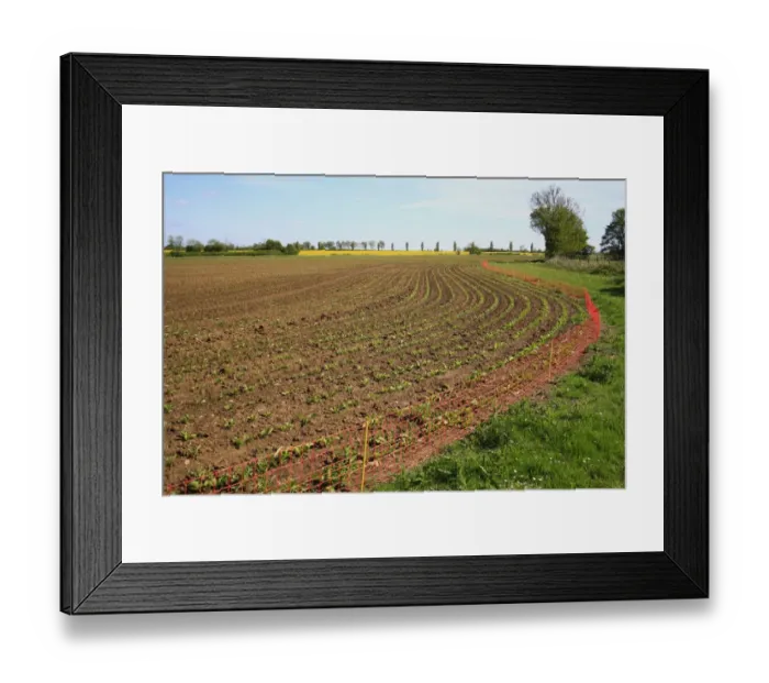 Framed Print : Electric rabbit fence at edge of arable field, to protect Sugar Beet (Beta vulgaris) crop from feeding damage, Bacton Framed Print : Electric rabbit fence at edge of arable field, to protect Sugar Beet (Beta vulgaris) crop from feeding damage, Bacton