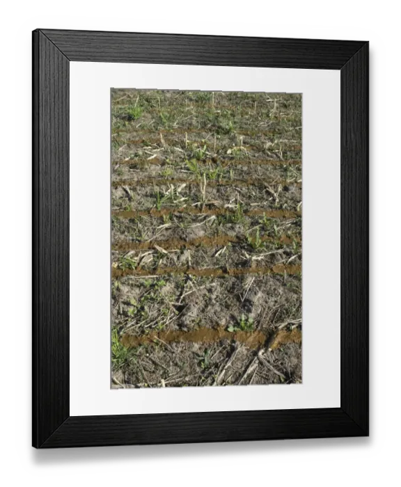 Framed Print : Slurry spread onto stubble field, from slurry tanker and slurry injector, Sweden, may Framed Print : Slurry spread onto stubble field, from slurry tanker and slurry injector, Sweden, may