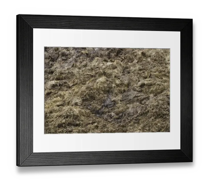 Framed Print : Close-up of muck heap, Sweden, may Framed Print : Close-up of muck heap, Sweden, may