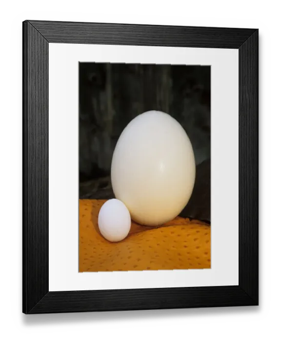 Framed Print : Ostrich (Struthio camelus) farming, Ostrich egg compared with Domestic Chicken egg, Sweden Framed Print : Ostrich (Struthio camelus) farming, Ostrich egg compared with Domestic Chicken egg, Sweden