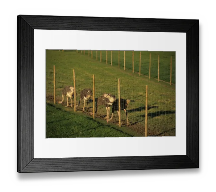 Framed Print : Ostrich (Struthio camelus) farming, adult male and females, feeding on grass through wire fence, Sweden