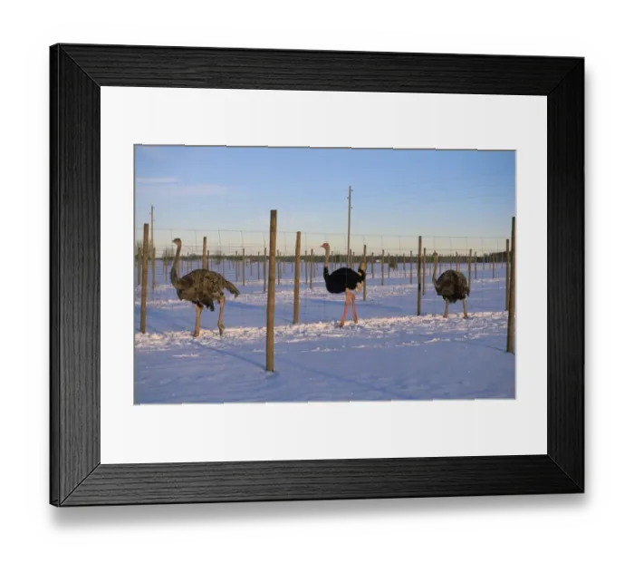 Framed Print : Ostrich (Struthio camelus) farming, adult male and females in snow, Sweden Framed Print : Ostrich (Struthio camelus) farming, adult male and females in snow, Sweden
