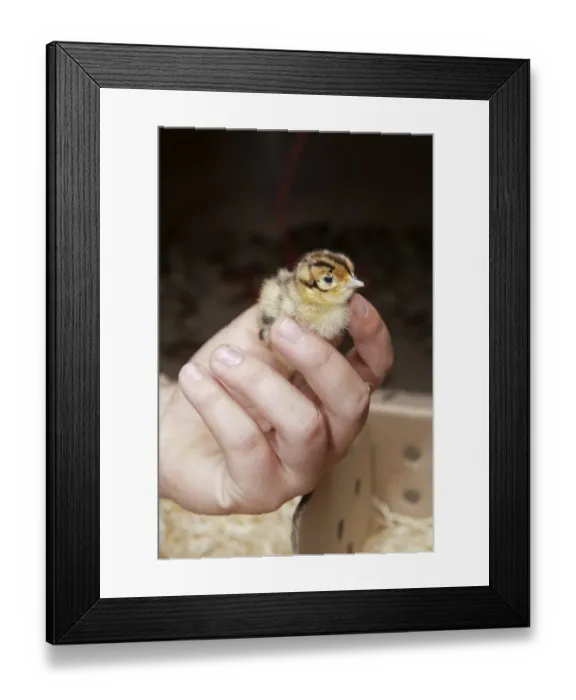 Framed Print : Gamebird farming, gamekeeper releasing Common Pheasant (Phasianus colchicus) day-old chick into pheasant rearing shed Framed Print : Gamebird farming, gamekeeper releasing Common Pheasant (Phasianus colchicus) day-old chick into pheasant rearing shed