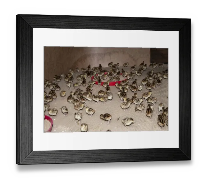 Framed Print : Gamebird farming, Common Pheasant (Phasianus colchicus) day-old chicks in pheasant rearing shed, England, May Framed Print : Gamebird farming, Common Pheasant (Phasianus colchicus) day-old chicks in pheasant rearing shed, England, May