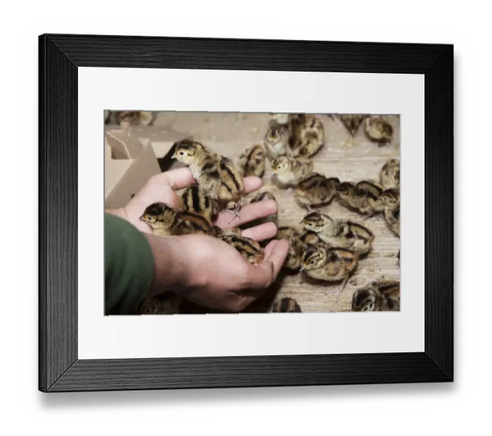 Framed Print : Gamebird farming, gamekeeper releasing Common Pheasant (Phasianus colchicus) day-old chicks into pheasant rearing shed Framed Print : Gamebird farming, gamekeeper releasing Common Pheasant (Phasianus colchicus) day-old chicks into pheasant rearing shed