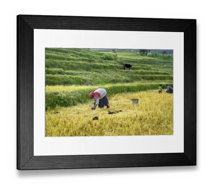 Framed Print : Woman collecting cattle dung for organic manure from terraced rice fields, Kanthalloor, Marayur, Idukki District