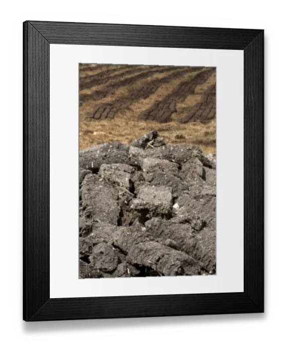 Framed Print : Peat extraction, dried cut turves on moor, North Uist, Outer Hebrides, Scotland, May Framed Print : Peat extraction, dried cut turves on moor, North Uist, Outer Hebrides, Scotland, May