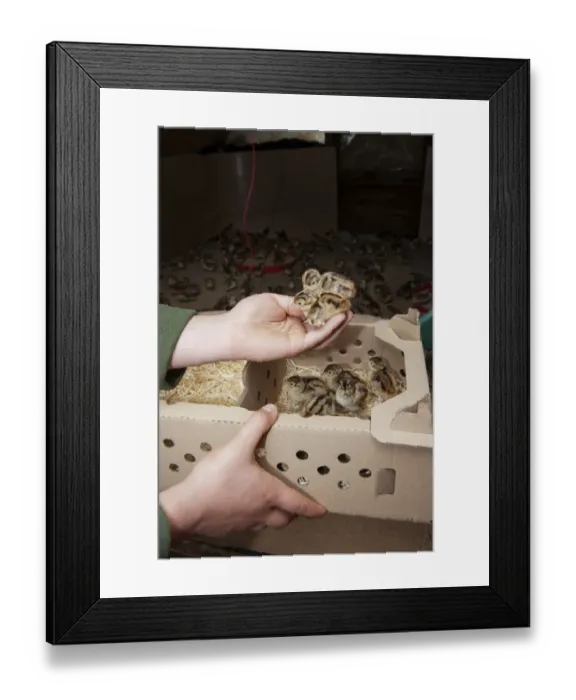 Framed Print : Gamebird farming, gamekeeper releasing Common Pheasant (Phasianus colchicus) day-old chicks into pheasant rearing shed Framed Print : Gamebird farming, gamekeeper releasing Common Pheasant (Phasianus colchicus) day-old chicks into pheasant rearing shed