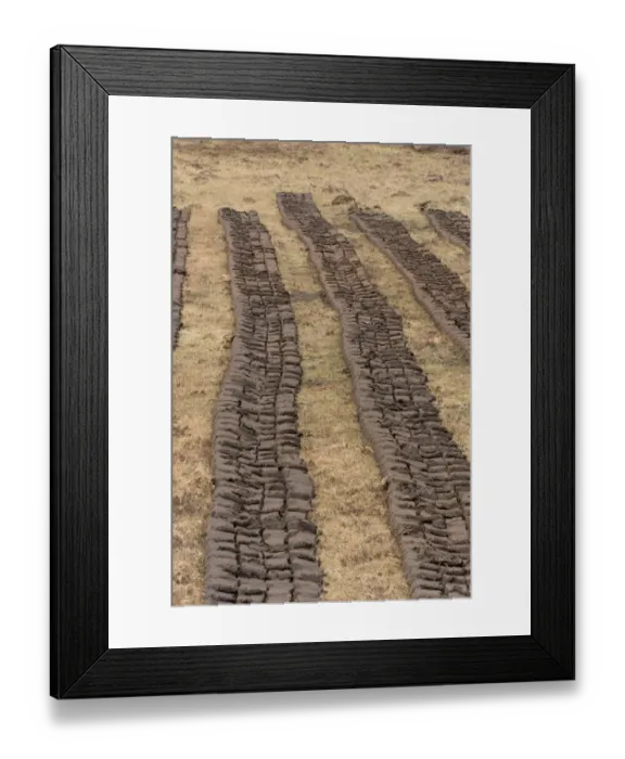 Framed Print : Peat extraction, cut turves drying on moor, North Uist, Outer Hebrides, Scotland, May