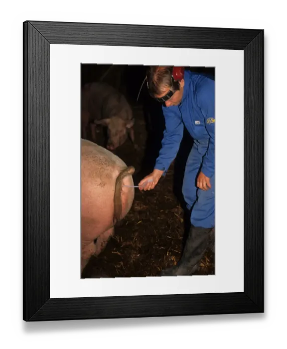 Framed Print : Pig farming, herdsman preforming artificial insemination on Large White sow, Sweden Framed Print : Pig farming, herdsman preforming artificial insemination on Large White sow, Sweden