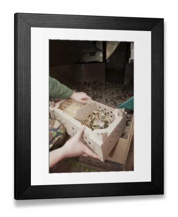 Framed Print : Gamebird farming, gamekeeper releasing Common Pheasant (Phasianus colchicus) day-old chicks into pheasant rearing shed Framed Print : Gamebird farming, gamekeeper releasing Common Pheasant (Phasianus colchicus) day-old chicks into pheasant rearing shed
