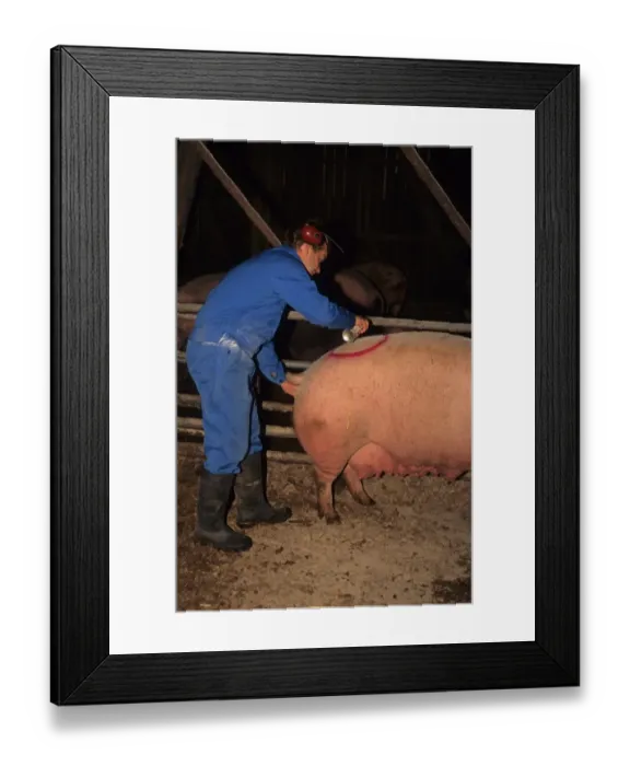 Framed Print : Pig farming, herdsman preforming artificial insemination on Large White sow, marking with spray paint, Sweden Framed Print : Pig farming, herdsman preforming artificial insemination on Large White sow, marking with spray paint, Sweden