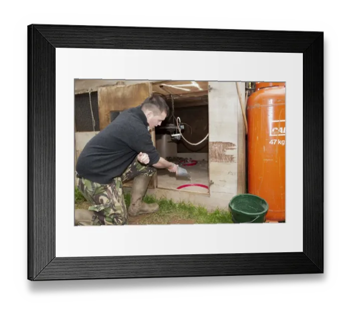Framed Print : Gamebird farming, gamekeeper feeding Common Pheasant (Phasianus colchicus) day-old chicks in pheasant rearing shed Framed Print : Gamebird farming, gamekeeper feeding Common Pheasant (Phasianus colchicus) day-old chicks in pheasant rearing shed