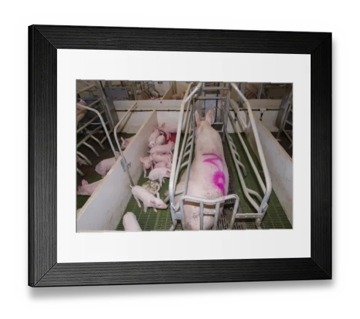 Framed Print : Pig farming, sow with piglets in farrowing crate, in indoor unit, Lancashire, England, November Framed Print : Pig farming, sow with piglets in farrowing crate, in indoor unit, Lancashire, England, November