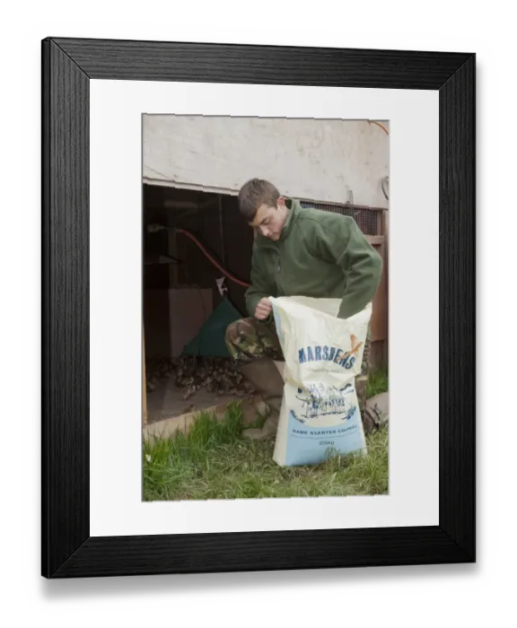 Framed Print : Gamebird farming, gamekeeper feeding game starter crumbs to Common Pheasant (Phasianus colchicus) Framed Print : Gamebird farming, gamekeeper feeding game starter crumbs to Common Pheasant (Phasianus colchicus)