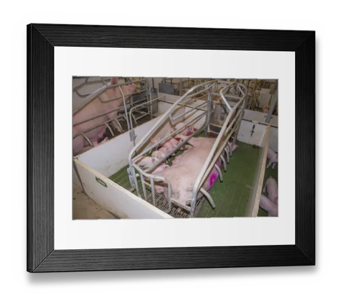 Framed Print : Pig farming, sows with piglets in farrowing crates, in indoor unit, Lancashire, England, November Framed Print : Pig farming, sows with piglets in farrowing crates, in indoor unit, Lancashire, England, November
