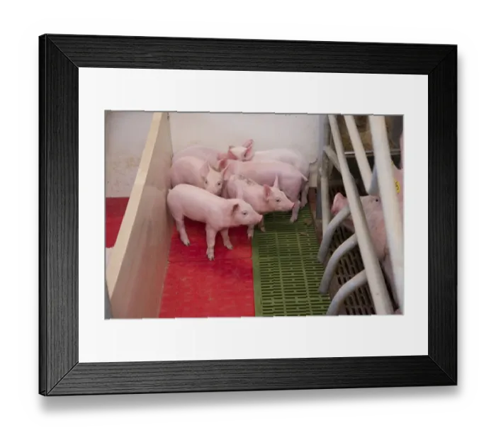Framed Print : Pig farming, sow with piglets on heated pad in farrowing crate, in indoor unit, Lancashire, England, November Framed Print : Pig farming, sow with piglets on heated pad in farrowing crate, in indoor unit, Lancashire, England, November