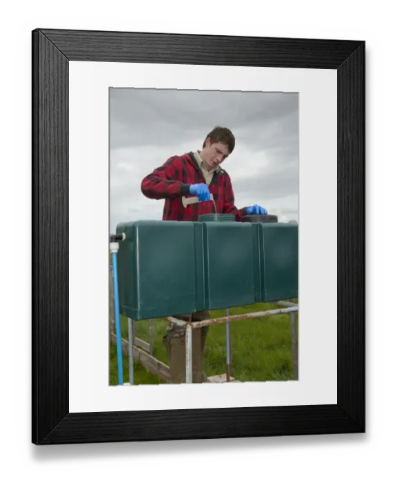 Framed Print : Gamebird farming, trainee gamekeeper adding solulyte to water which helps prevent stress amongst young chicks in Framed Print : Gamebird farming, trainee gamekeeper adding solulyte to water which helps prevent stress amongst young chicks in