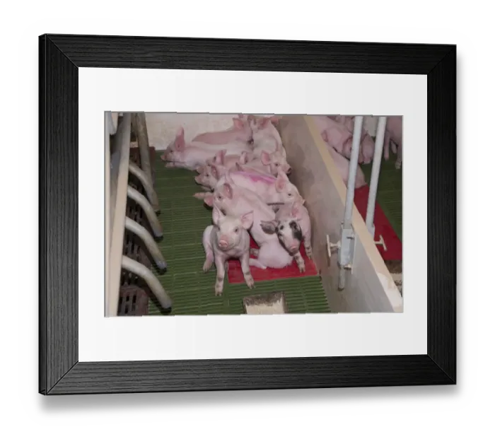 Framed Print : Pig farming, piglets resting on heated pad in farrowing crate, in indoor unit, Lancashire, England, November Framed Print : Pig farming, piglets resting on heated pad in farrowing crate, in indoor unit, Lancashire, England, November