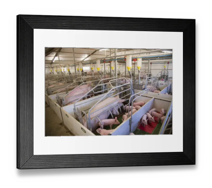 Framed Print : Pig farming, sows and piglets in farrowing crates, in indoor unit, Lancashire, England, November Framed Print : Pig farming, sows and piglets in farrowing crates, in indoor unit, Lancashire, England, November