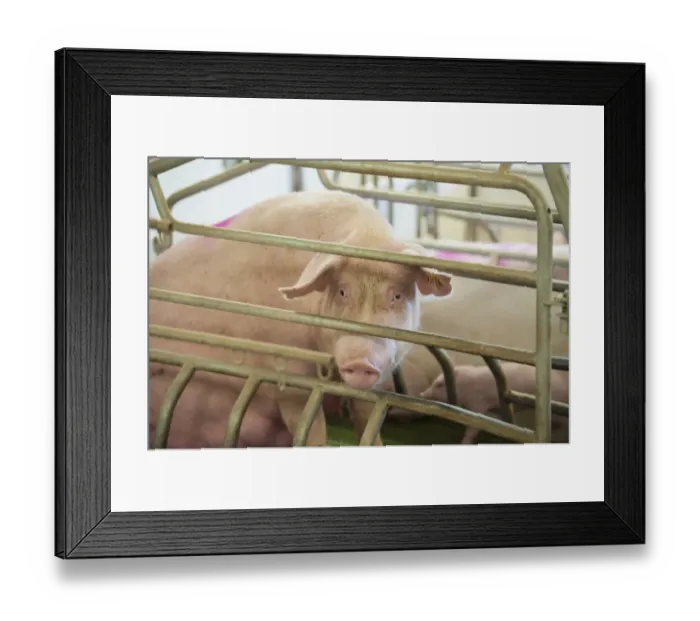 Framed Print : Pig farming, sow in farrowing crate, in indoor unit, Lancashire, England, November Framed Print : Pig farming, sow in farrowing crate, in indoor unit, Lancashire, England, November