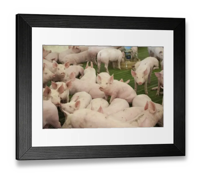 Framed Print : Pig farming, eleven-week old weaners, with automatic feeders, on slats in indoor unit, Lancashire, England, November Framed Print : Pig farming, eleven-week old weaners, with automatic feeders, on slats in indoor unit, Lancashire, England, November