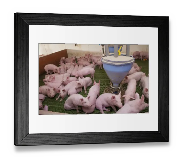Framed Print : Pig farming, eleven-week old weaners, with automatic feeders, on slats in indoor unit, Lancashire, England, November Framed Print : Pig farming, eleven-week old weaners, with automatic feeders, on slats in indoor unit, Lancashire, England, November