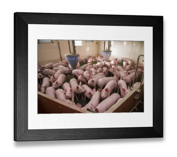 Framed Print : Pig farming, eleven-week old weaners, with automatic feeders, on slats in indoor unit, Lancashire, England, November