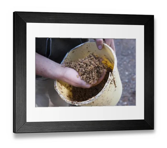 Framed Print : Pig farming, farmer with bucket of brewers grains for feeding to pigs, Cumbria, England, July Framed Print : Pig farming, farmer with bucket of brewers grains for feeding to pigs, Cumbria, England, July