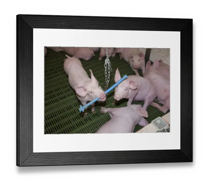 Framed Print : Pig farming, eleven-week old weaners, with hanging toy to alleviate boredom in indoor unit, Lancashire, England Framed Print : Pig farming, eleven-week old weaners, with hanging toy to alleviate boredom in indoor unit, Lancashire, England