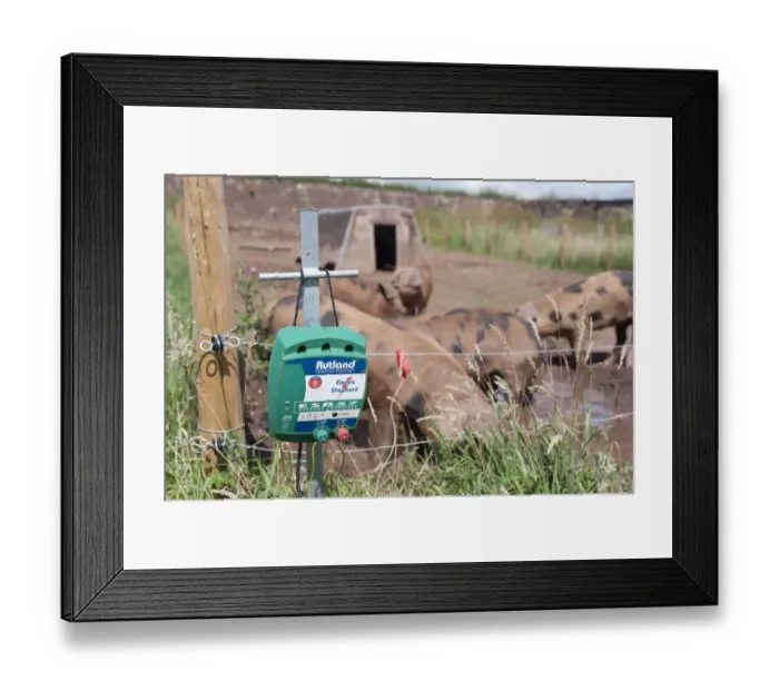 Framed Print : Pig farming, close-up of Electric fence control box, with Oxford Sandy and Black weaners in paddock with ark Framed Print : Pig farming, close-up of Electric fence control box, with Oxford Sandy and Black weaners in paddock with ark