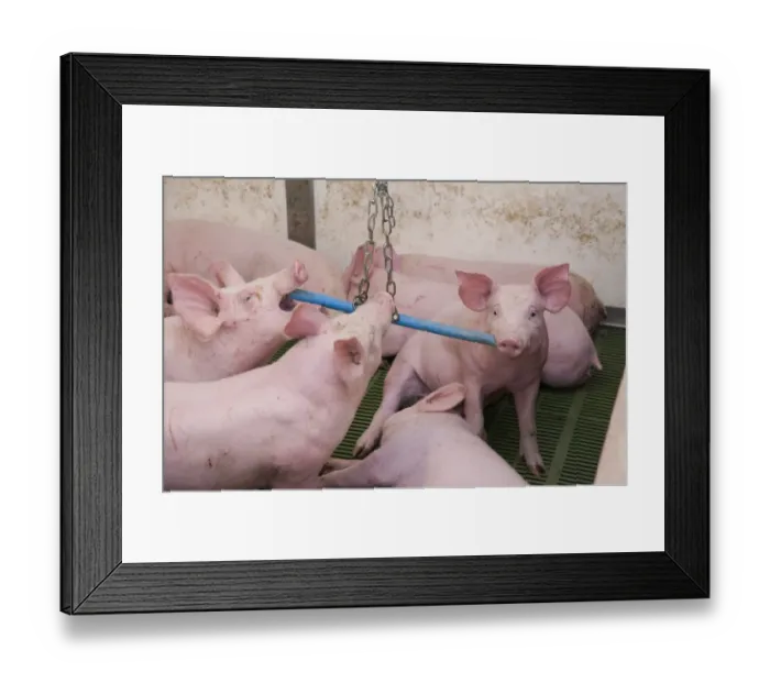 Framed Print : Pig farming, eleven-week old weaners, with hanging toy to alleviate boredom in indoor unit, Lancashire, England